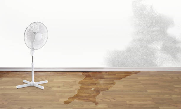 Best Flood damage cleanup  in Royal Palm Beach, FL
