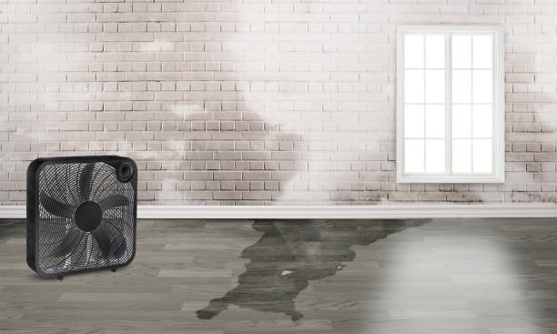 Best Ceiling water damage repair  in Royal Palm Beach, FL